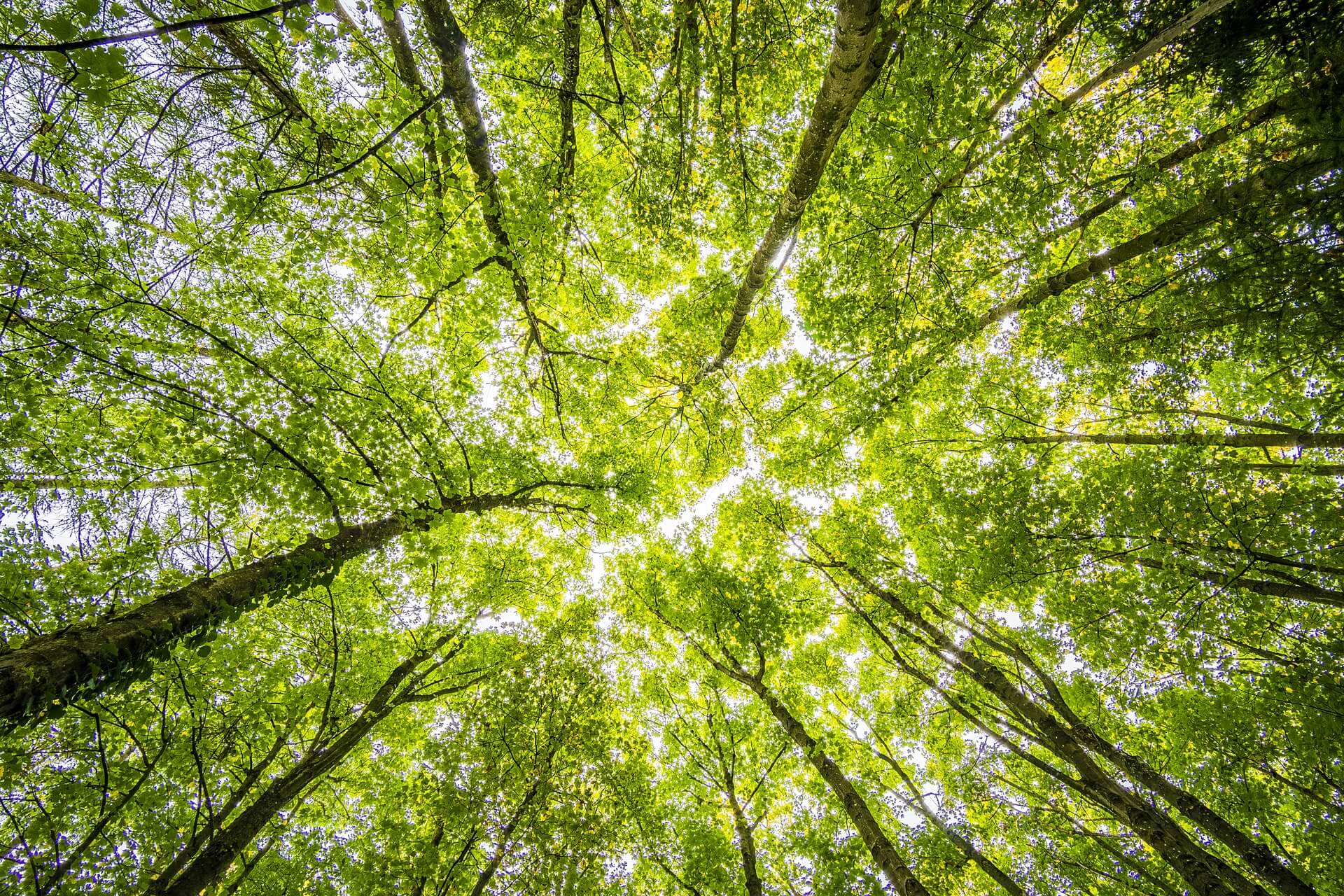 tree-canopy